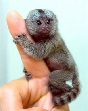 Foto 1 - Regalo tití monos para la adopción